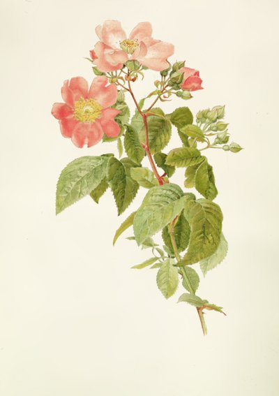 Rosa setigera (Die Prärie-Rose), von Alfred Parsons (1847-1920) von Alfred Parsons